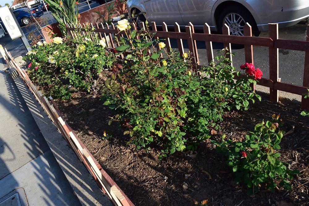 Rose Garden 2*