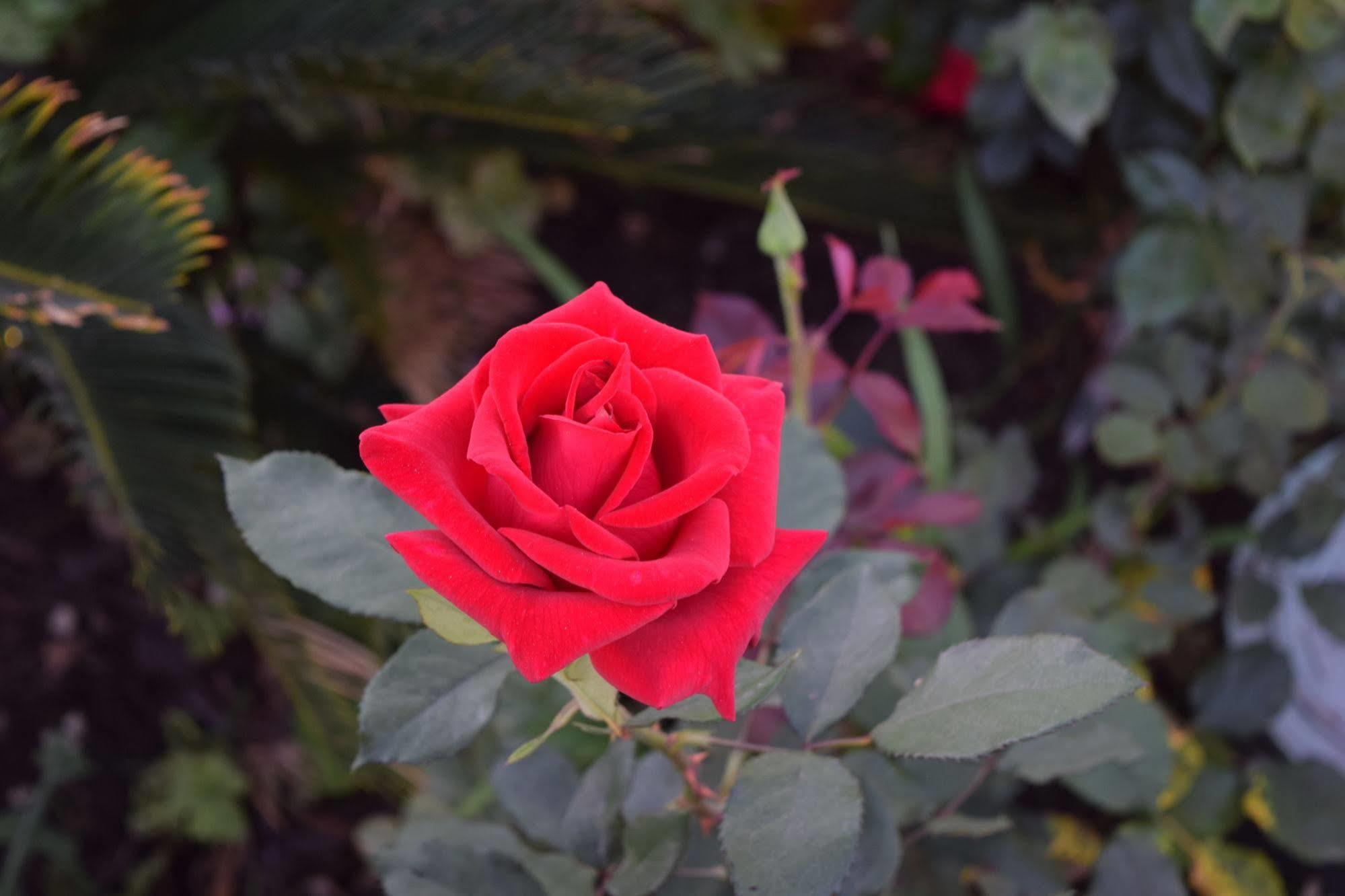 Rose Garden Motel