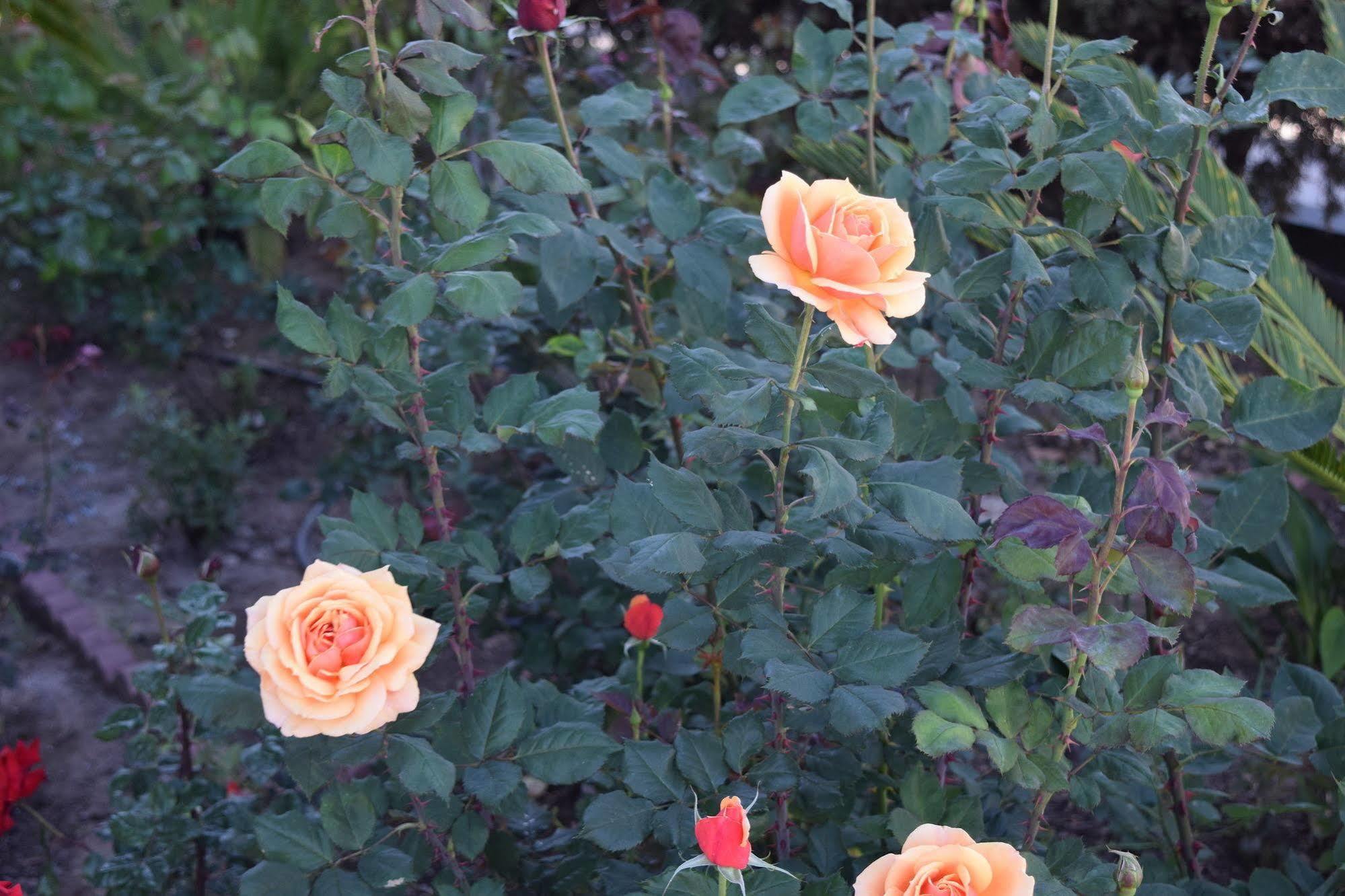 Rose Garden